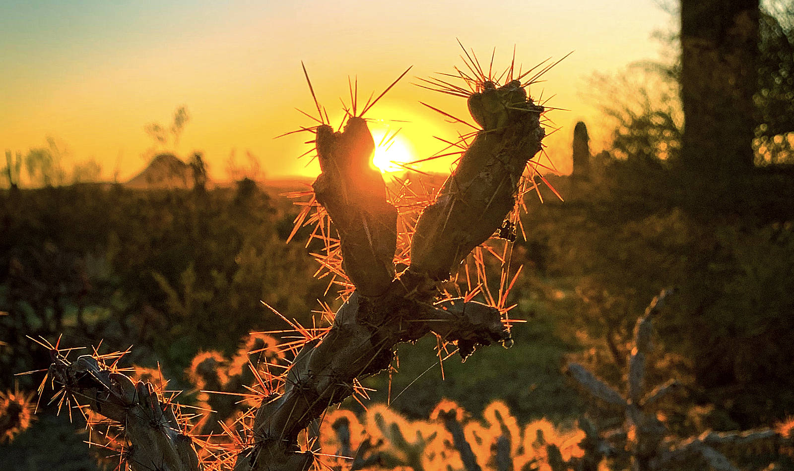 Dornbusch in karger Gegend vor Sonnenuntergang