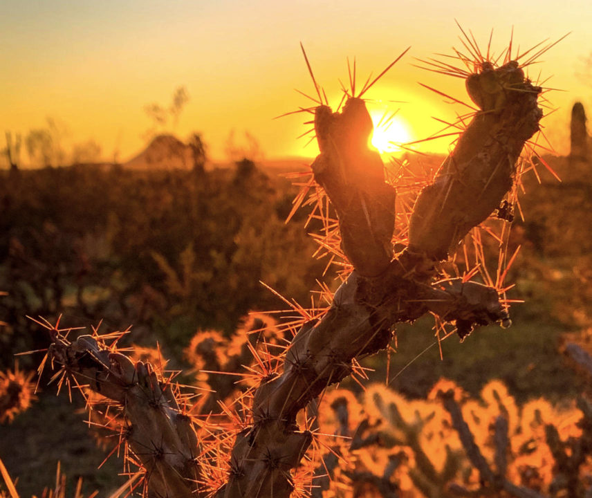 Dornbusch in karger Gegend vor Sonnenuntergang