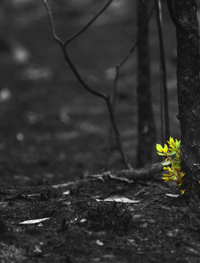 Pflänzchen sprießt voller Hoffnung in verbranntem Wald.