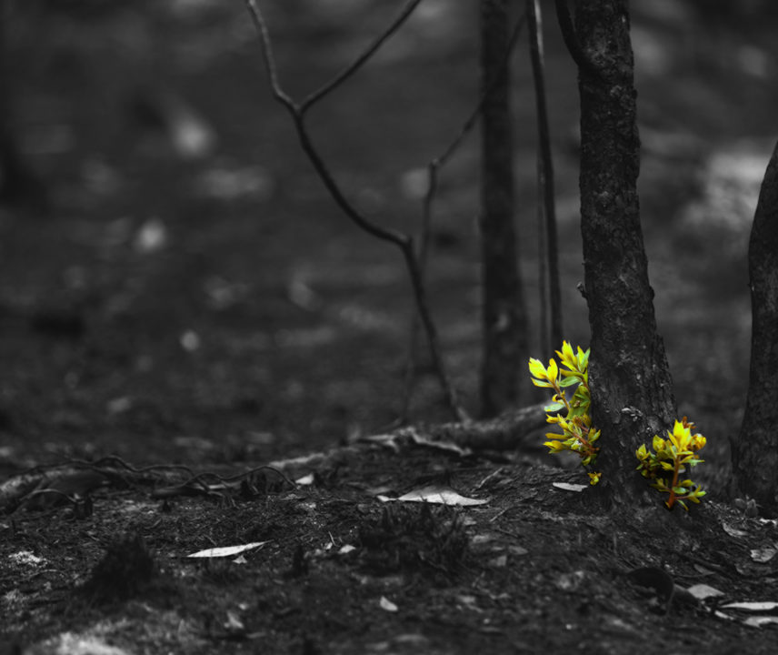 Pflänzchen sprießt voller Hoffnung in verbranntem Wald.