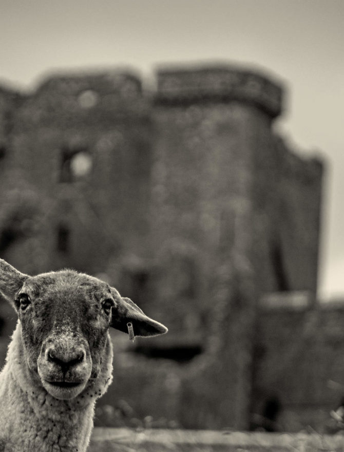 Schaf vor Ruine