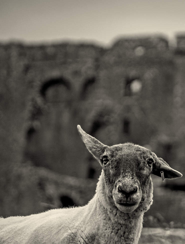 Schaf vor Ruine