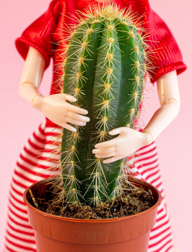 Gewisse Männertypen sind für Beziehungen genauso geeignet wie dieser stachlige Kaktus zum Umarmen.